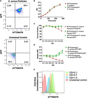 Bi-fluorescent Staphylococcus aureus infection enables single-cell analysis of intracellular killing in vivo